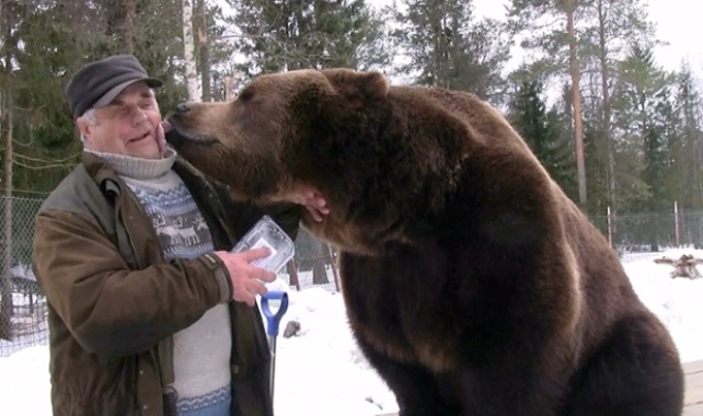سولو کارژالاینن –معروف به مرد خرسی- با یکی از خرس‎هایش در کوسامو (فنلاند) دیده می‎شود. این مرد 73 ساله به همراه برادرش ژالو، در آنجا مرکزی را اداره می‎کند که از 20 خرس قهوه‎ای یتیم نگهداری می‎کند(بارکرافت مدیا)